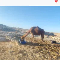 شتر 5سال جوان مخصوص پروار