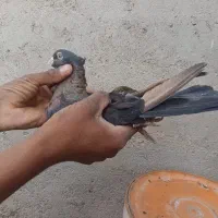 کبوتر|پرنده|کارون, |دیوار