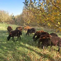 گوسفند بره قزل|حیوانات مزرعه|نظر کهریزی, |دیوار