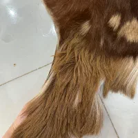 پوست طبیعی بز دباغی شده اصل با کیفیت|صنایع دستی و سایر لوازم تزئینی|کرج, ساماندهی|دیوار