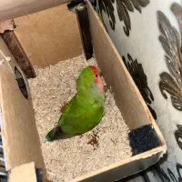 طوطی برزیلی جفت