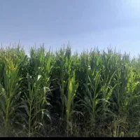 ذرت علوفه ای
