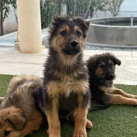 واگذاری توله سگ نگهبان|سگ|رودهن, |دیوار