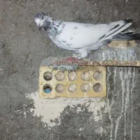 فقد پیام|پرنده|شادگان, |دیوار