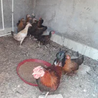 جوجه شوربه ای محلی دونه دویست پنجاه