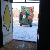 سبد گوجه وزن ۱۵۰۰|ظروف نگهدارنده، پلاستیکی، یک‌بارمصرف|زنجان, |دیوار