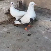 با سلام چند عدد کبوتر|پرنده|اهواز, دانشگاه چمران|دیوار