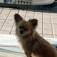 *سگ پا کوتاه پیدا شده *