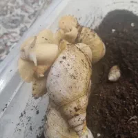 حلزون خانگی