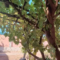 خانه-باغ-250-متری-مشجر-یحیی-آباد