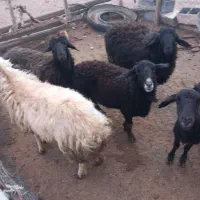 میش بردار|حیوانات مزرعه|زاویه, |دیوار