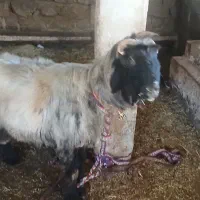 فروش نرمیش دو رون