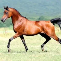 عرب یکسر فروشی