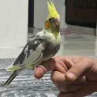 جوجه عروس هلندی|پرنده|تهران, فلاح|دیوار