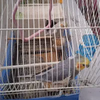 عروس هلندی