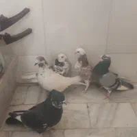 کبوترتهرانی|پرنده|برخوار, |دیوار