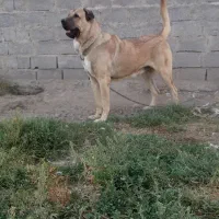 نرعراقی گمشده