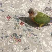 گمشده.  گرینچیکم گم شده طوطی گم شده
