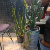 ۴عدد گلدان وگل مختلف|گل و گیاه طبیعی|رشت, چمارسرا|دیوار