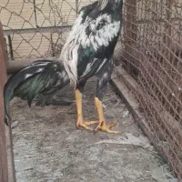 جوجه خروس|حیوانات مزرعه|بندرعباس, |دیوار