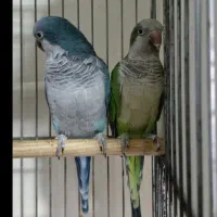 فروش دو عدد طوطی راهب فول دستی و سخن گو