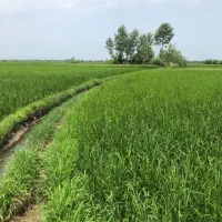 فروش شالیزار 900 متری عینک|فروش زمین و ملک کلنگی|رشت, نخودچر|دیوار