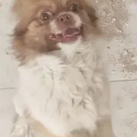 سگ آپارتمانی.پیکینز