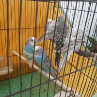 چند جفت مرغ عشق