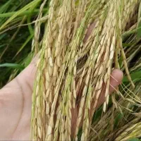 برنج محلی بروجرد و دورود درجه یک سالم و نیم دانه|خوردنی و آشامیدنی|بروجرد, |دیوار