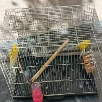قناری