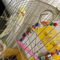 عروس هلندی|پرنده|سبزوار, میدان بار|دیوار