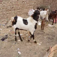 بزوبزغاله  درجه یک با بز نر