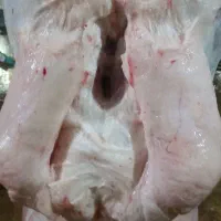 گوشت بره ایلاقی