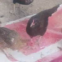 بعترین قیمت اگه خریداری دوسه تا مرغ و خروس بی پو|حیوانات مزرعه|کرباسک, |دیوار