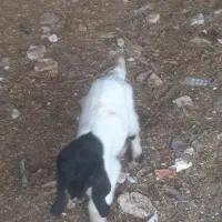 بزغاله شیری ۶عدد دوتانر چهار عدد ماده