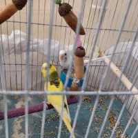 یک جفت مرغ عشق
