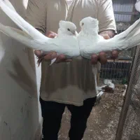 پرنده.کبوتر|پرنده|ساری, |دیوار