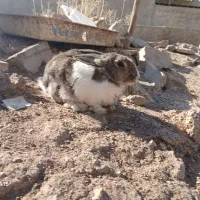 خرگوش|موش و خرگوش|یاسوج, |دیوار