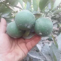 انجام کارهای باغ و ویلا