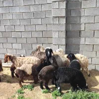 5راس میش بره دار فروشی