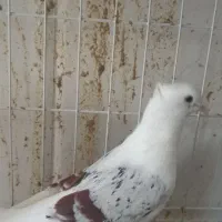 طوقی کرمانشاهی|پرنده|گله دار, |دیوار