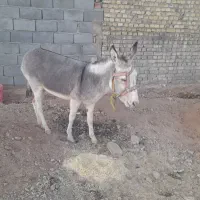 فروش الاغ یکساله نیم ماده آروم برای سواری