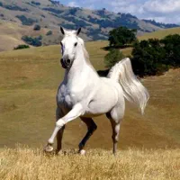 سیلمی فوق فنوتیپ کرد