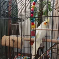 عروس هلندی ماده 6 ماهه|پرنده|اصفهان, جلالیه|دیوار