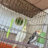 فروش جفت عروس هلندی مولد فوری