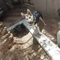 سگ ژرمن|سگ|برازجان, |دیوار