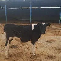 یک راس گوساله ماده ۸ ماهه وزن ۲۵۰ کیلو به بالا