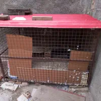 قفس کبوتر حدود ۱۵