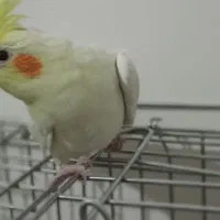 کوکو|پرنده|اندیشه, اندیشه فاز ۳|دیوار