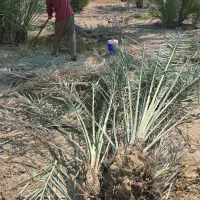 دمیت پاجوش مرکز تحقیقات سازمان جهاد کشاورزی|خدمات باغبانی و درختکاری|آبپخش, |دیوار